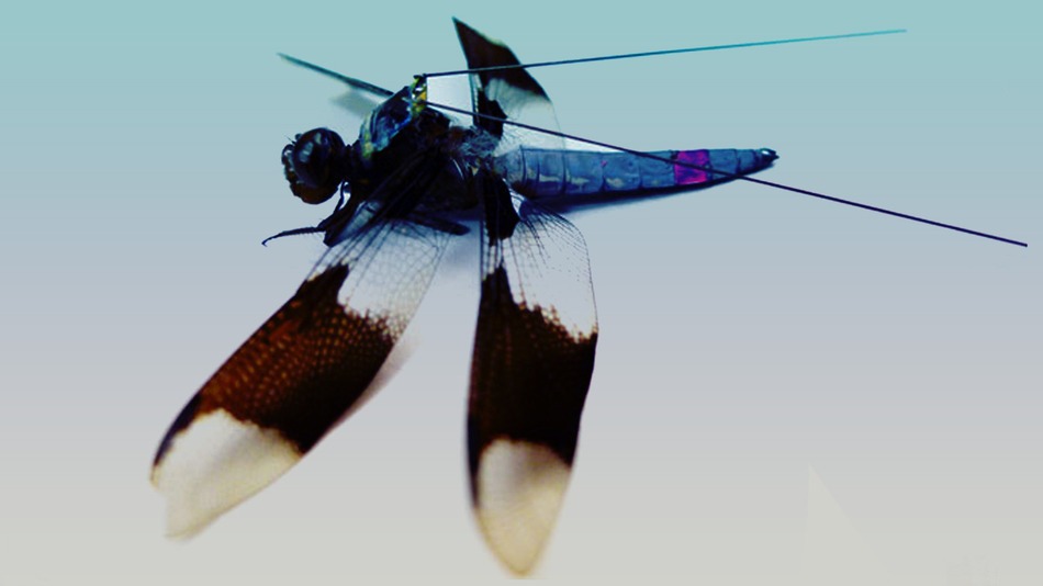 科学家给蜻蜓穿上背包进行脑研究