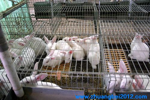 兔子成长繁殖快，不择食，是足不出户而获得稳定的肉食供应的最佳方案之一。